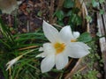 Beautiful of white Autumn zephyrlily ornamental plants.