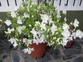 Beautiful white Azalea plant flowered in a pot Royalty Free Stock Photo