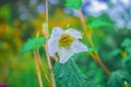 Beautiful white balcony flower and green leaveswhite flower with textures and small leaves with green background