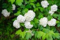 Beautiful white balls of blooming Viburnum opulus Roseum on dark green background. White Guelder Rose or Viburnum opulus Royalty Free Stock Photo