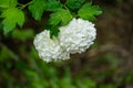 Beautiful white balls of blooming Viburnum opulus Roseum on dark green background. White Guelder Rose or Viburnum opulus Sterilis,