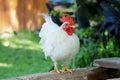 Beautiful white bantam chicken perched on the wood Royalty Free Stock Photo