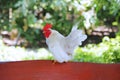 Beautiful white bantam chicken perched on the wood Royalty Free Stock Photo