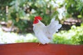 Beautiful white bantam chicken perched on the wood Royalty Free Stock Photo