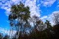 Beautiful White Bark Birch Trees with Blue Skies Above Royalty Free Stock Photo