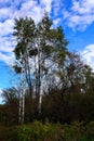 Beautiful White Bark Birch Trees with Blue Skies Royalty Free Stock Photo