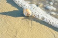 Beautiful White Beige Spiral Sea Shell on Beach Sand Washed by Foamy Wave. Transparent Water. Golden Sunlight Soft Pastel Colors