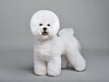 Cute white Bichon Frise Royalty Free Stock Photo