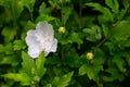 Beautiful white big hibiscus flower on green nature background. Hibiskus syriacus flower closeup, White flowers are in full bloom Royalty Free Stock Photo