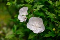 Beautiful white big hibiscus flower on green nature background. Hibiskus syriacus flower closeup, White flowers are in full bloom Royalty Free Stock Photo