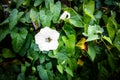 a beautiful white bindweed in midsummer