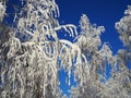 Beautiful white birch branches covered with fluffy snow against the blue sky on a sunny frosty day. Christmas Holidays. Winter Royalty Free Stock Photo