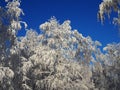 Beautiful white birch branches covered with fluffy snow against the blue sky on a sunny frosty day. Christmas Holidays. Winter Royalty Free Stock Photo