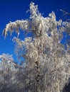 Beautiful white birch branches covered with fluffy snow against the blue sky on a sunny frosty day. Christmas Holidays. Winter Royalty Free Stock Photo