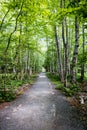 Beautiful white birch trees along a trail