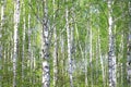 Beautiful white birch trees in spring in forest Royalty Free Stock Photo