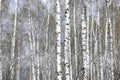 White birches in spring Royalty Free Stock Photo