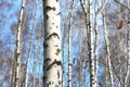 White birches in spring Royalty Free Stock Photo