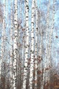 White birches in spring Royalty Free Stock Photo