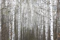 White birches in spring Royalty Free Stock Photo