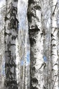 White birches in spring Royalty Free Stock Photo