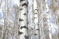 White birches in spring Royalty Free Stock Photo