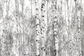 White birches in spring Royalty Free Stock Photo