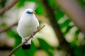 Closeup at the Bali starling, blue-eyed white bird Royalty Free Stock Photo