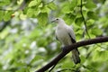 Beautiful white bird, pied imperial pigeon Ducula bicolor perching on tree branch over green leafs