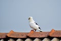 A beautiful white bird is shitting on a rooftop