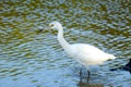 White Snowy egret is fishing in the lagoon waters in tropics Royalty Free Stock Photo