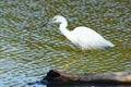 White Snowy egret is fishing in the lagoon waters in tropics Royalty Free Stock Photo