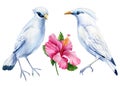 Beautiful white birds and flower. Bali Myna watercolor illustration isolated on white background. Jalak Bali