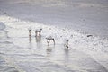 White birds on a beach Royalty Free Stock Photo