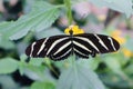 Beautiful white and black butterfly on yellow flowerr close up background Royalty Free Stock Photo