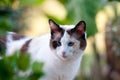 Beautiful white and black cat hunting in the garden.