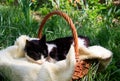 A beautiful white-black cat lying in a basket Royalty Free Stock Photo