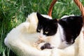 A beautiful white-black cat lying in a basket Royalty Free Stock Photo