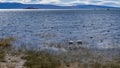 Beautiful white and black ducks swim in the blue lake. Ripples on the water. Royalty Free Stock Photo