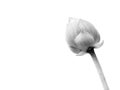 Beautiful white and black lotus buds with white background.