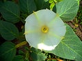 Beautiful white blooming flower with green leaves in the garden