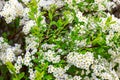 Beautiful white blooming flowering shrub Vanhoutte Spirea or Bridal Wreath Spiraea Vanhouttei flower with green leaves