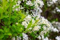 Beautiful white blooming flowering shrub Vanhoutte Spirea or Bridal Wreath Spiraea Vanhouttei flower with green leaves