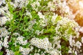 Beautiful white blooming flowering shrub Vanhoutte Spirea or Bridal Wreath Spiraea Vanhouttei flower with green leaves