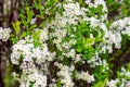 Beautiful white blooming flowering shrub Vanhoutte Spirea or Bridal Wreath Spiraea Vanhouttei flower with green leaves