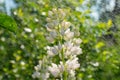 beautiful white blooming Lupin in the meadow close-up. beautiful natural background Royalty Free Stock Photo
