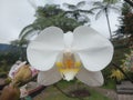 Beautiful white blooming orchids in the yard