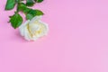 Beautiful white blooming rose  on pastel pink background. Romantic floral frame. Copy space Royalty Free Stock Photo