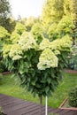 Beautiful white blooming stam hydrangea in garden