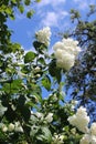Beautiful white blooms of Philadelphus`Virginal`